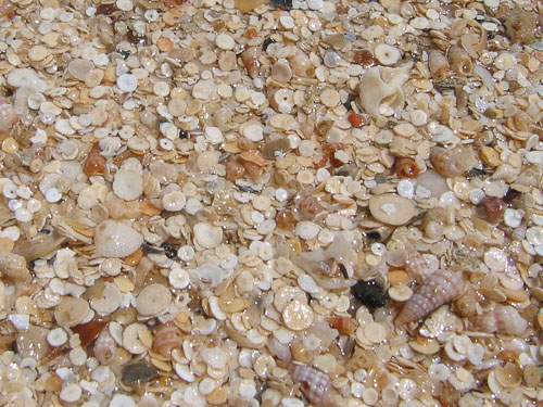Ракушечный пляж Эль Гуны.