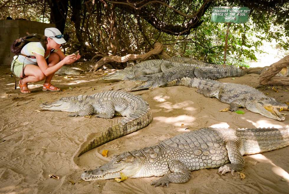 Турист фотографирует крокодилов