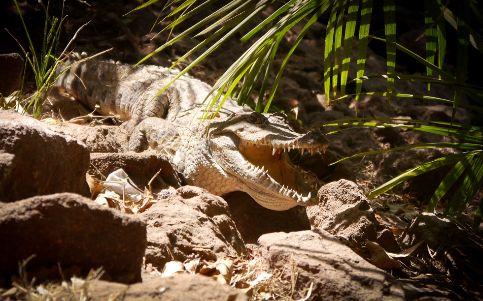 Крокодил в Банжуле