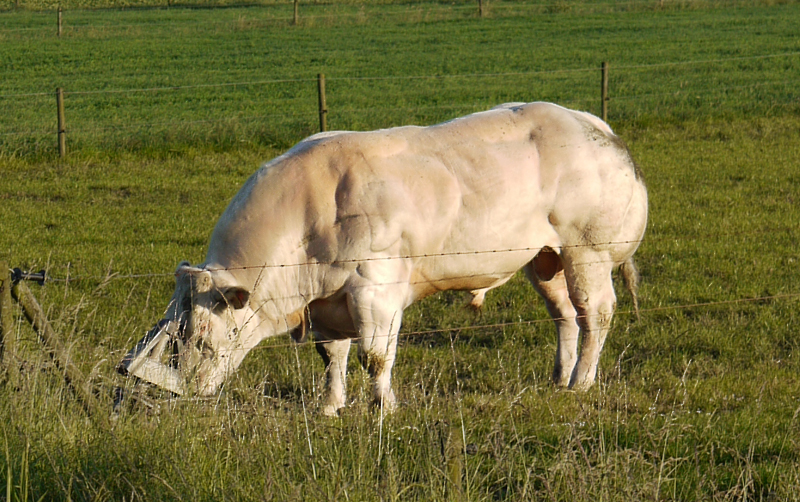 Корова-мутант