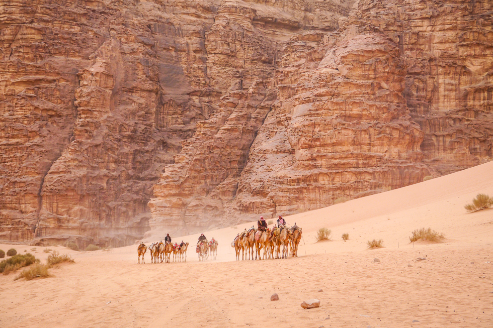 Стадо верблюдов в Вади-Рам