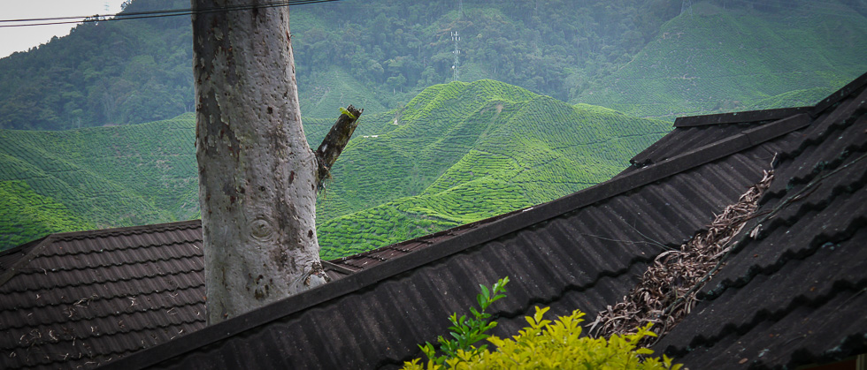 Чайные поля вокруг Куала-Лумпура
