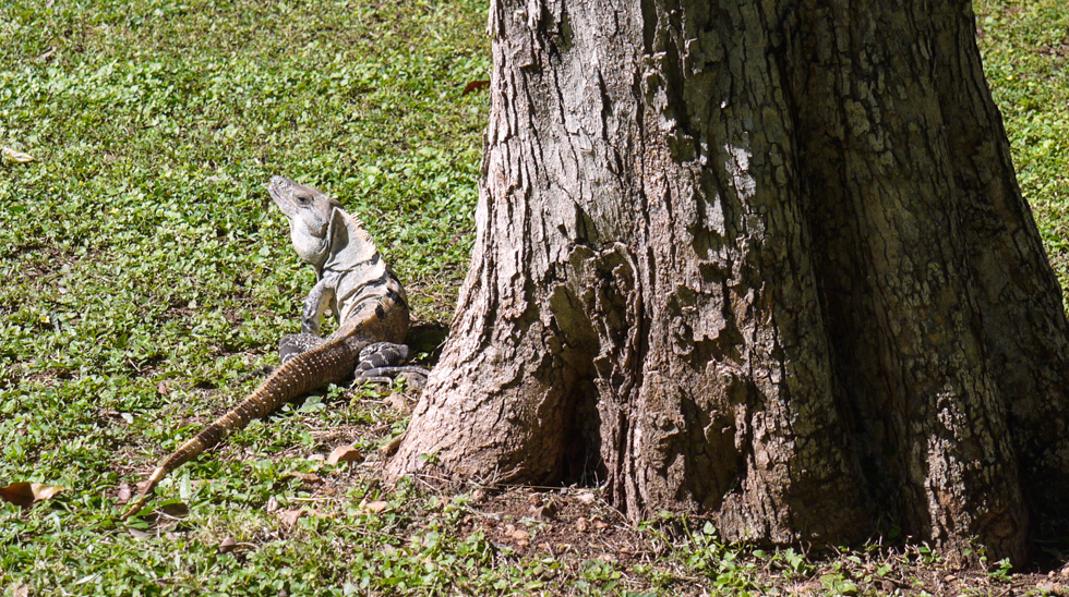 Игуана под деревом