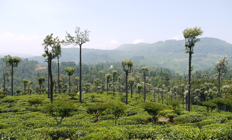 Чайные плантации и странные деревья