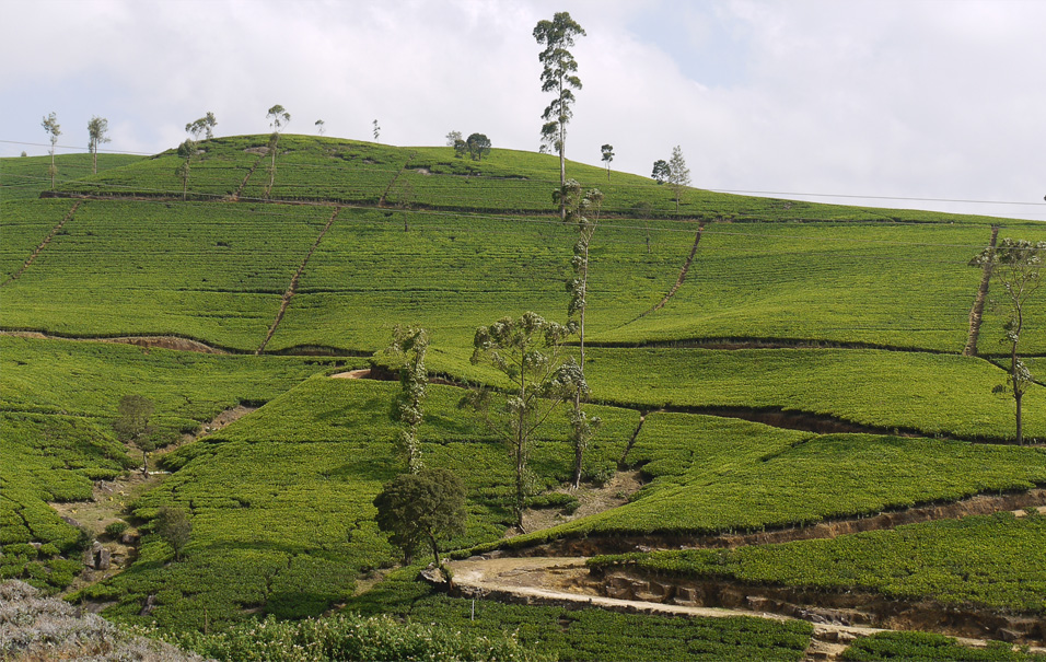 Дороги в чайных плантациях