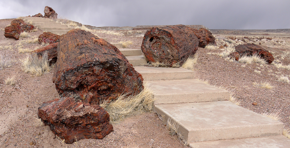 Petrified forest national park