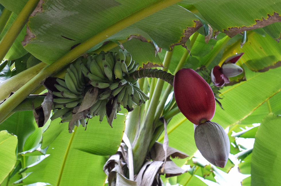 Цветок и плоды банана
